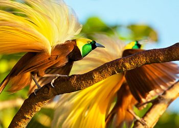 Ilustrasi Burung Cenderawasih kuning