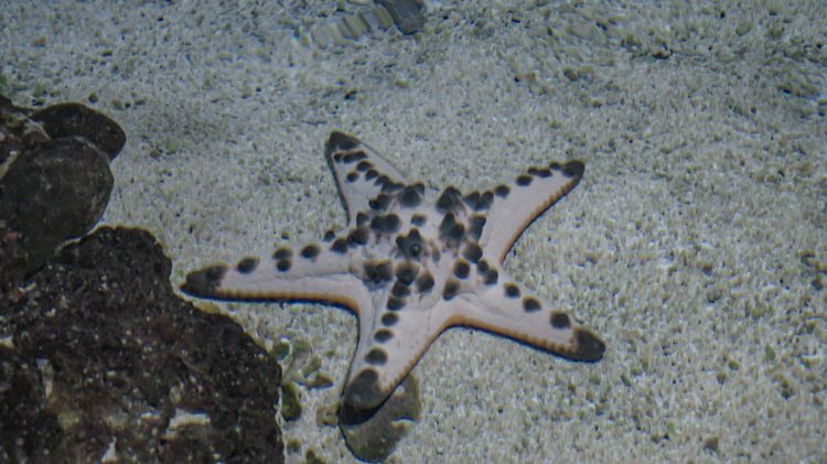 Mengenal Bintang Laut, Biota Laut yang Pintar Meregenerasi Diri Koleksi Batu Secret Zoo -