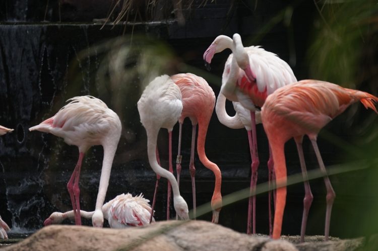 Burung Flamingo Di Eco Green Park Punya Kemampuan Unik, Seperti Apa ? -