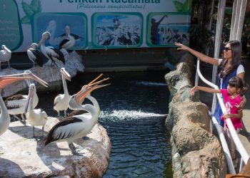 Ramah Dengan Pengunjung, Yuk Coba Feeding Pelican Kacamata Di Eco Green Park -
