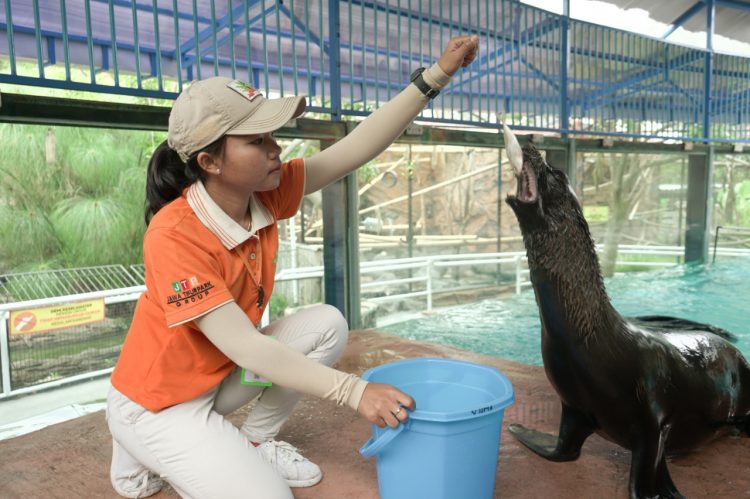 Selain Buaya, Feeding Sea Lion Hadir Di Predator Fun Park -